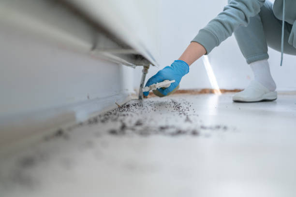 Best Termite Control Services  in Oak Ridge North, TX